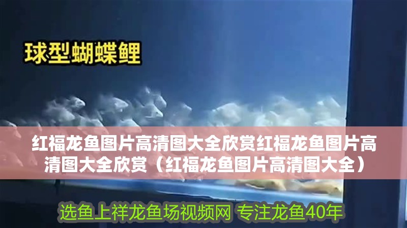 紅福龍魚圖片高清圖大全欣賞紅福龍魚圖片高清圖大全欣賞（紅福龍魚圖片高清圖大全）