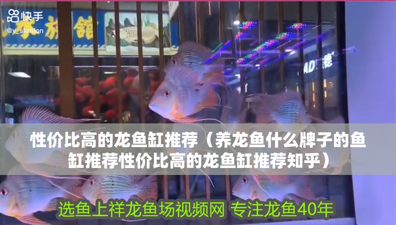 性價比高的龍魚缸推薦（養龍魚什么牌子的魚缸推薦性價比高的龍魚缸推薦知乎）