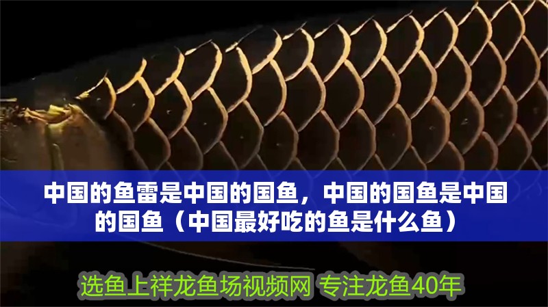 中國的魚雷是中國的國魚，中國的國魚是中國的國魚（中國最好吃的魚是什么魚）