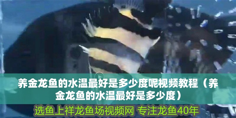 養金龍魚的水溫最好是多少度呢視頻教程（養金龍魚的水溫最好是多少度）