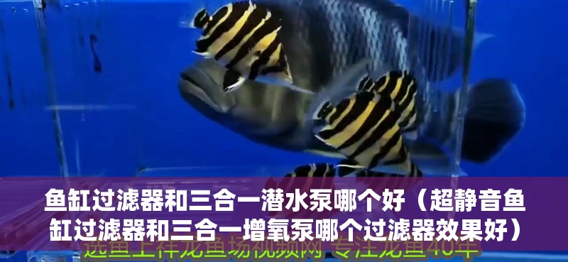 魚缸過濾器和三合一潛水泵哪個好（超靜音魚缸過濾器和三合一增氧泵哪個過濾器效果好）