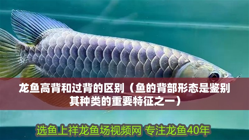 龍魚高背和過背的區別（魚的背部形態是鑒別其種類的重要特征之一）