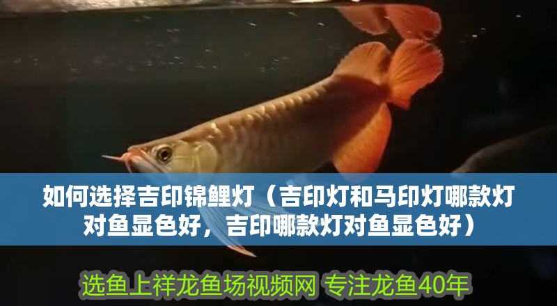 如何選擇吉印錦鯉燈（吉印燈和馬印燈哪款燈對魚顯色好，吉印哪款燈對魚顯色好）