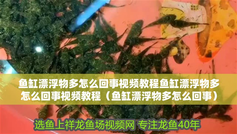 魚缸漂浮物多怎么回事視頻教程魚缸漂浮物多怎么回事視頻教程（魚缸漂浮物多怎么回事）
