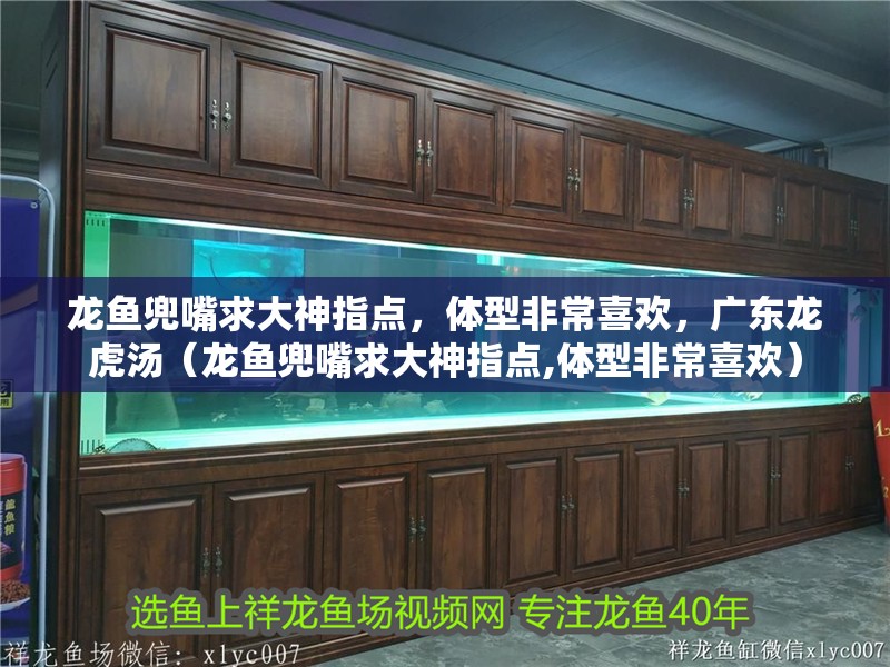 龍魚兜嘴求大神指點，體型非常喜歡，廣東龍虎湯（龍魚兜嘴求大神指點,體型非常喜歡）