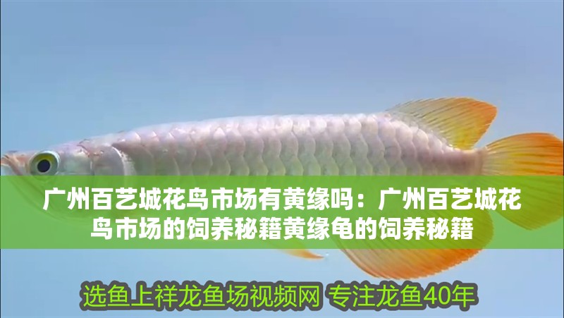 廣州百藝城花鳥市場有黃緣嗎：廣州百藝城花鳥市場的飼養秘籍黃緣龜的飼養秘籍