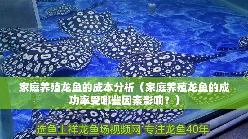 家庭養殖龍魚的成本分析（家庭養殖龍魚的成功率受哪些因素影響？）