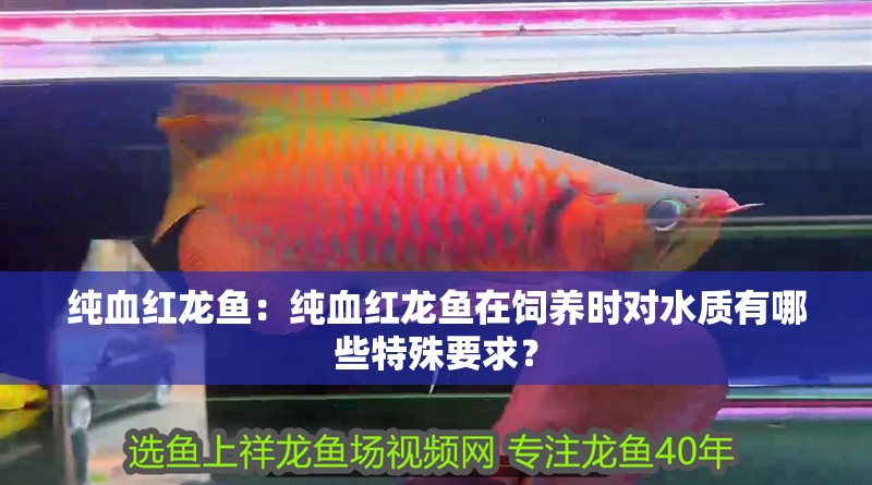 純血紅龍魚：純血紅龍魚在飼養時對水質有哪些特殊要求？