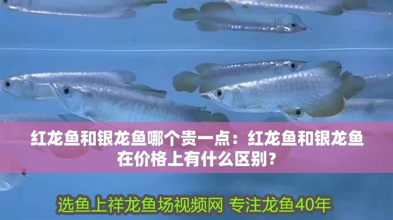 紅龍魚和銀龍魚哪個貴一點：紅龍魚和銀龍魚在價格上有什么區別？
