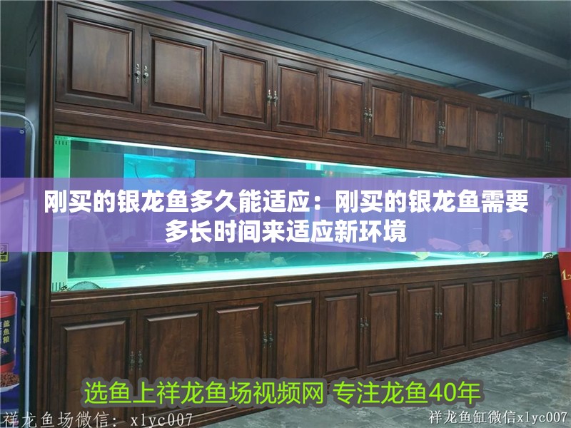 剛買的銀龍魚多久能適應(yīng)：剛買的銀龍魚需要多長(zhǎng)時(shí)間來適應(yīng)新環(huán)境