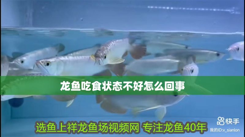 龍魚吃食狀態不好怎么回事