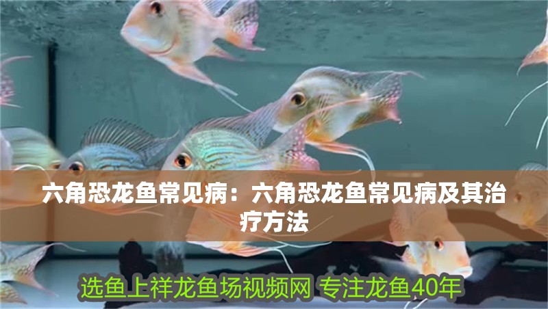 六角恐龍魚常見病：六角恐龍魚常見病及其治療方法
