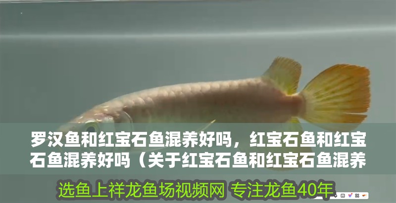 羅漢魚和紅寶石魚混養好嗎，紅寶石魚和紅寶石魚混養好嗎（關于紅寶石魚和紅寶石魚混養的問題）
