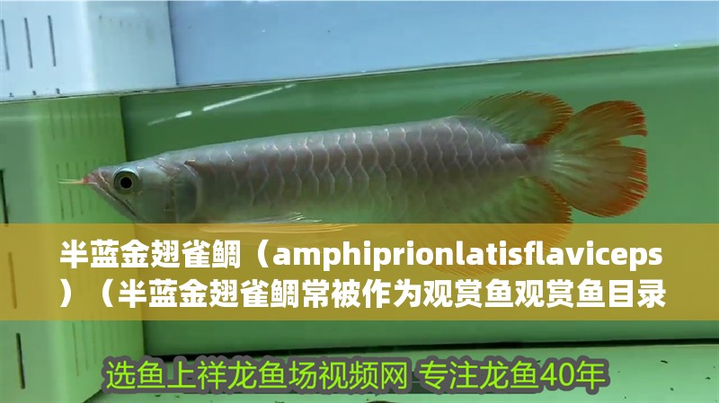 半藍(lán)金翅雀鯛（amphiprionlatisflaviceps）（半藍(lán)金翅雀鯛常被作為觀賞魚觀賞魚目錄一覽）