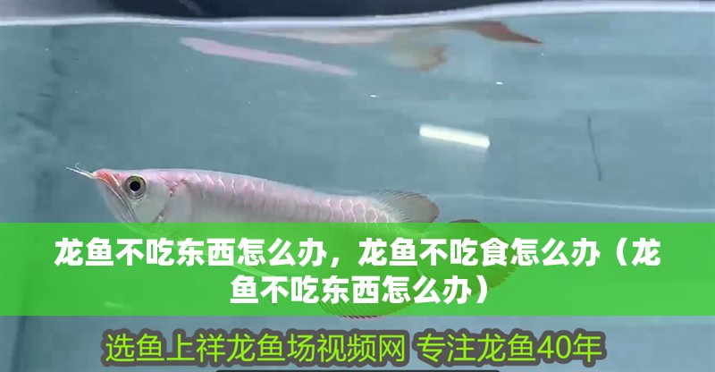 龍魚不吃東西怎么辦，龍魚不吃食怎么辦（龍魚不吃東西怎么辦）