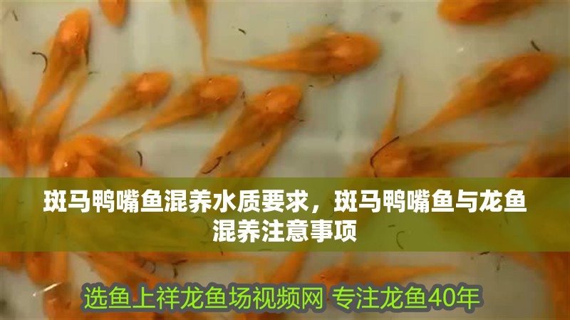 斑馬鴨嘴魚混養水質要求，斑馬鴨嘴魚與龍魚混養注意事項
