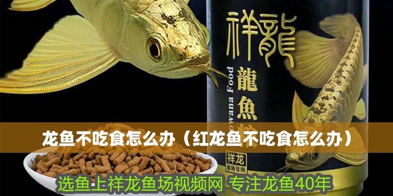 龍魚不吃食怎么辦（紅龍魚不吃食怎么辦）