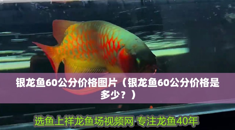 銀龍魚60公分價格圖片（銀龍魚60公分價格是多少？）