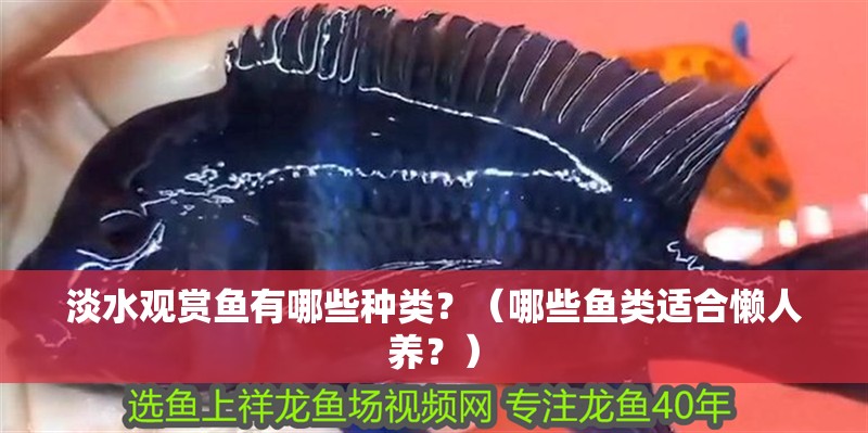 淡水觀賞魚有哪些種類？（哪些魚類適合懶人養(yǎng)？）