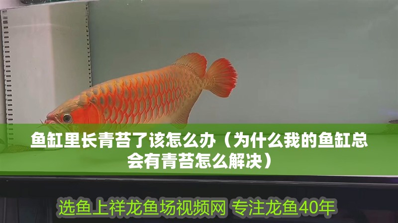 魚缸里長青苔了該怎么辦（為什么我的魚缸總會有青苔怎么解決）