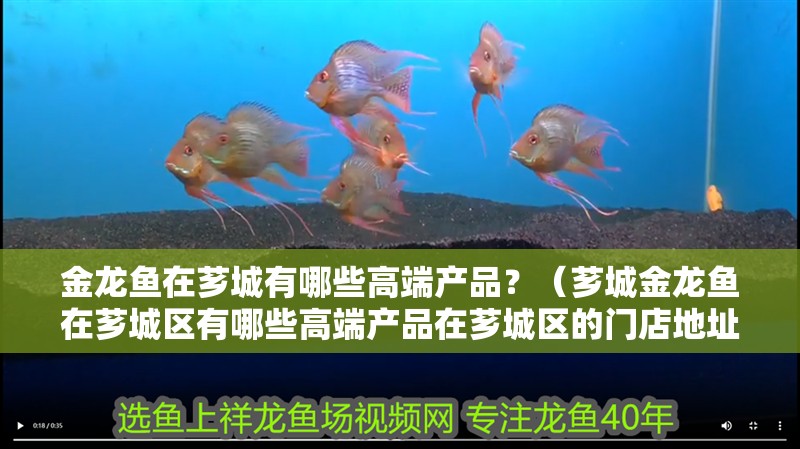 金龍魚在薌城有哪些高端產品？（薌城金龍魚在薌城區有哪些高端產品在薌城區的門店地址）