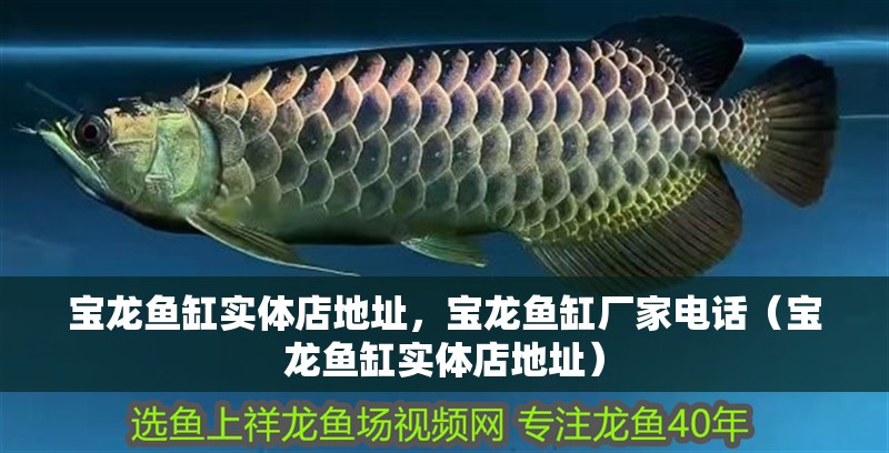 寶龍魚缸實體店地址，寶龍魚缸廠家電話（寶龍魚缸實體店地址）