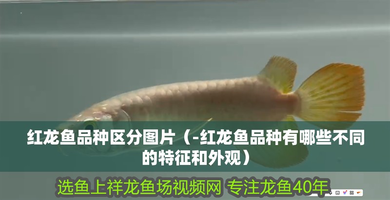紅龍魚品種區(qū)分圖片（-紅龍魚品種有哪些不同的特征和外觀）
