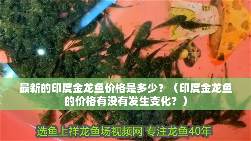 最新的印度金龍魚價格是多少？（印度金龍魚的價格有沒有發生變化？）