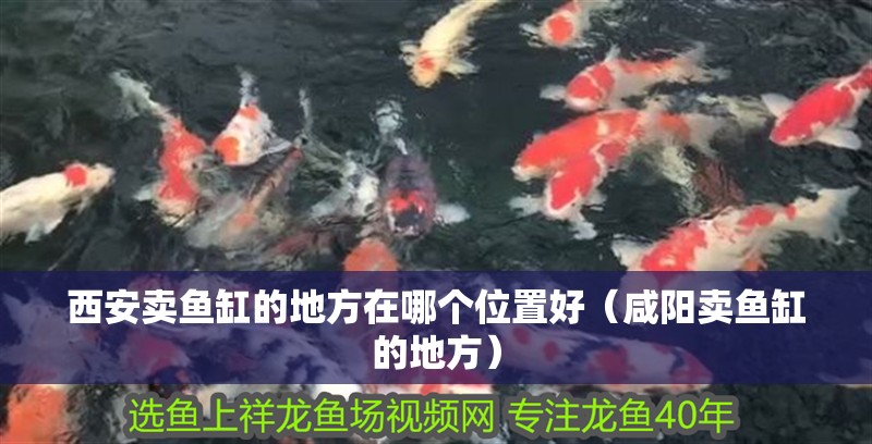 西安賣魚缸的地方在哪個位置好（咸陽賣魚缸的地方）