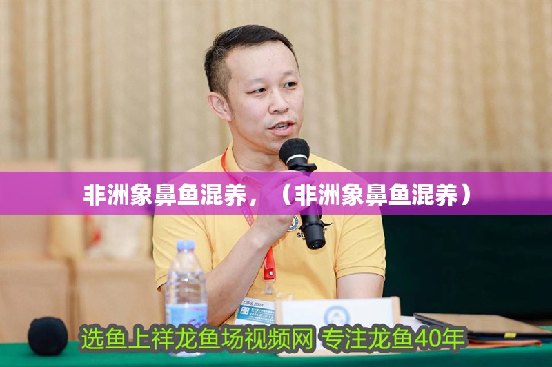 非洲象鼻魚混養(yǎng)，（非洲象鼻魚混養(yǎng)）