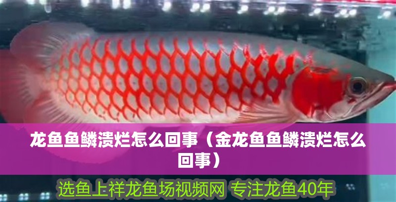 龍魚魚鱗潰爛怎么回事（金龍魚魚鱗潰爛怎么回事）