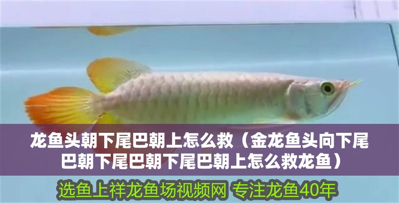 龍魚頭朝下尾巴朝上怎么救（金龍魚頭向下尾巴朝下尾巴朝下尾巴朝上怎么救龍魚）
