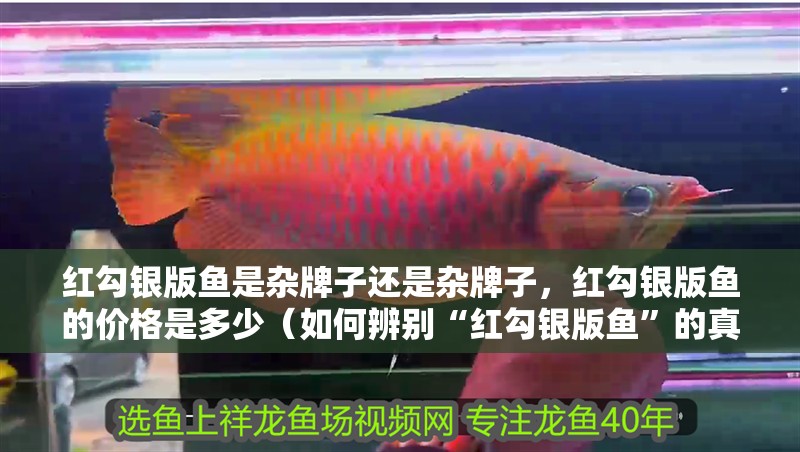 紅勾銀版魚是雜牌子還是雜牌子，紅勾銀版魚的價格是多少（如何辨別“紅勾銀版魚”的真假？）