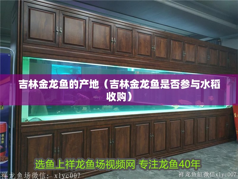 吉林金龍魚的產(chǎn)地（吉林金龍魚是否參與水稻收購）