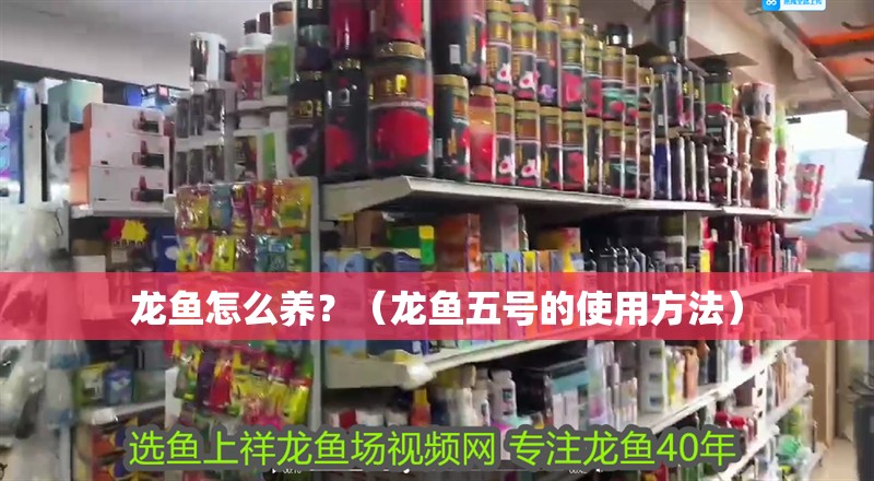 龍魚怎么養？（龍魚五號的使用方法）