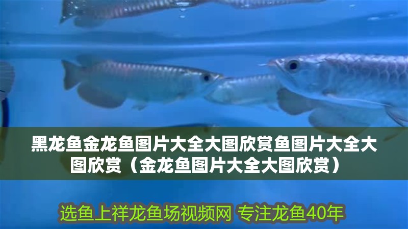黑龍魚金龍魚圖片大全大圖欣賞魚圖片大全大圖欣賞（金龍魚圖片大全大圖欣賞）