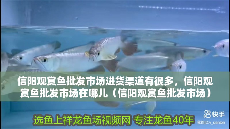 信陽觀賞魚批發市場進貨渠道有很多，信陽觀賞魚批發市場在哪兒（信陽觀賞魚批發市場）