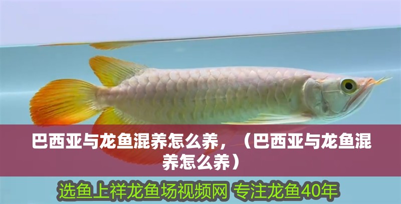 巴西亞與龍魚混養怎么養，（巴西亞與龍魚混養怎么養）