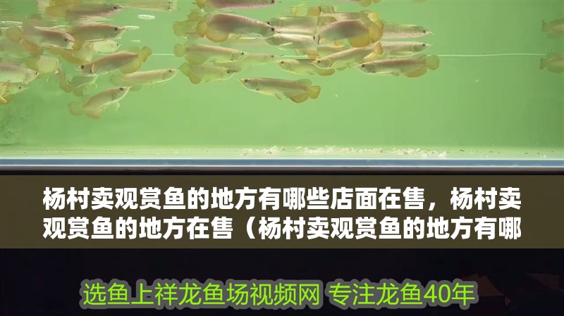 楊村賣觀賞魚的地方有哪些店面在售，楊村賣觀賞魚的地方在售（楊村賣觀賞魚的地方有哪些店面在售）
