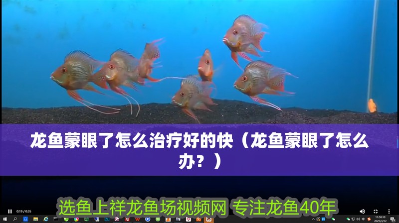 龍魚蒙眼了怎么治療好的快（龍魚蒙眼了怎么辦？）