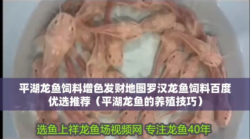 平湖龍魚飼料增色發(fā)財(cái)?shù)貓D羅漢龍魚飼料百度優(yōu)選推薦（平湖龍魚的養(yǎng)殖技巧）