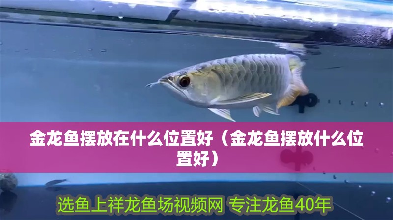 金龍魚擺放在什么位置好（金龍魚擺放什么位置好）