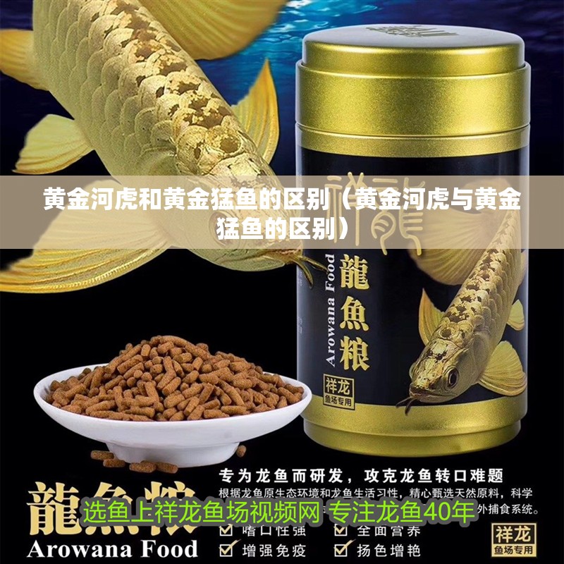 黃金河虎和黃金猛魚的區別（黃金河虎與黃金猛魚的區別）