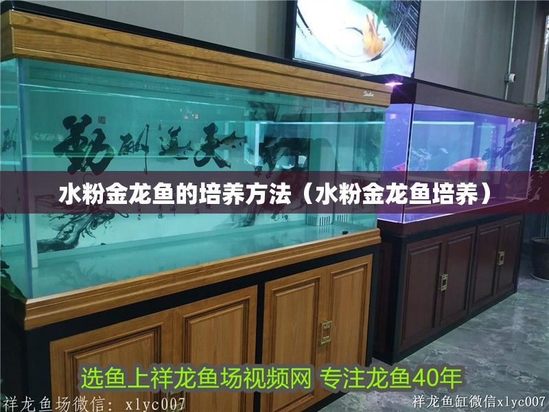 水粉金龍魚的培養方法（水粉金龍魚培養）