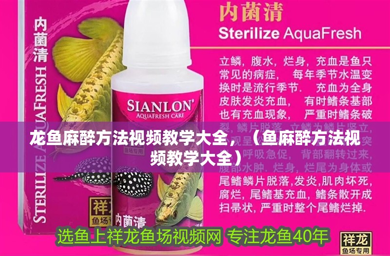 龍魚麻醉方法視頻教學大全，（魚麻醉方法視頻教學大全）