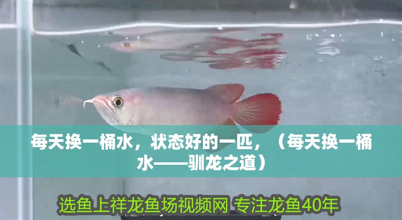 每天換一桶水，狀態(tài)好的一匹，（每天換一桶水——馴龍之道）