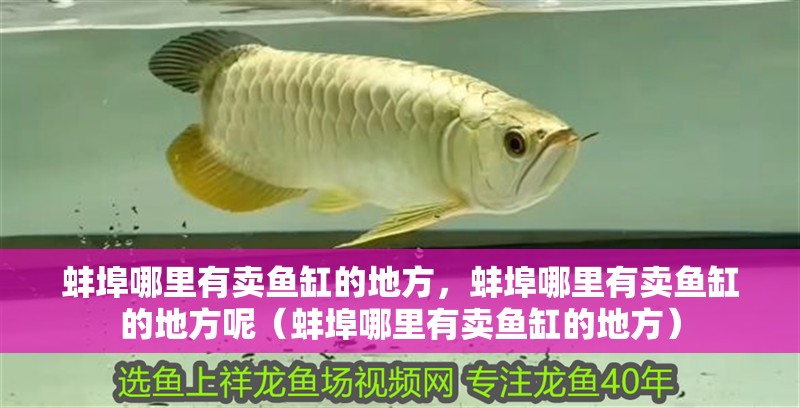 蚌埠哪里有賣魚缸的地方，蚌埠哪里有賣魚缸的地方呢（蚌埠哪里有賣魚缸的地方） 蚌埠哪里有賣魚缸的地方，蚌埠哪里有賣魚缸的地方呢（蚌埠哪里有賣魚缸的地方） 觀賞魚百科 第2張