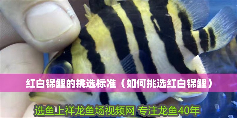 紅白錦鯉的挑選標準（如何挑選紅白錦鯉）