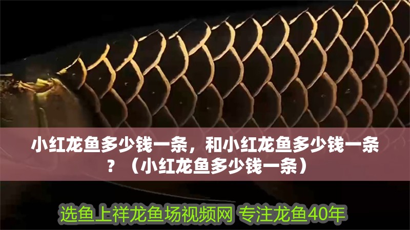 小紅龍魚多少錢一條，和小紅龍魚多少錢一條？（小紅龍魚多少錢一條）