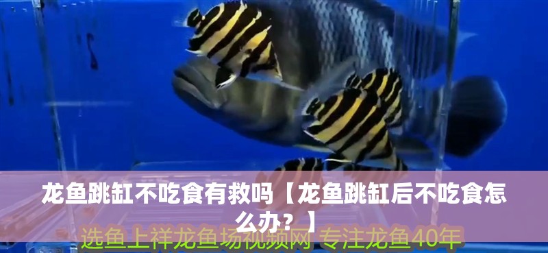 龍魚跳缸不吃食有救嗎【龍魚跳缸后不吃食怎么辦？】